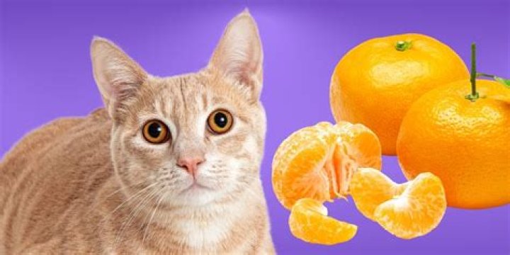 Can Cats Eat Mandarin Oranges