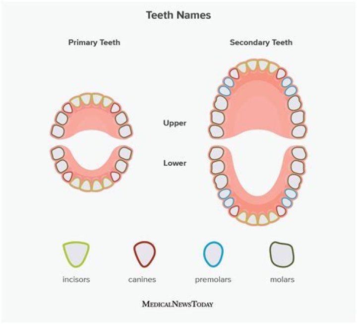 How many teeth do we have?